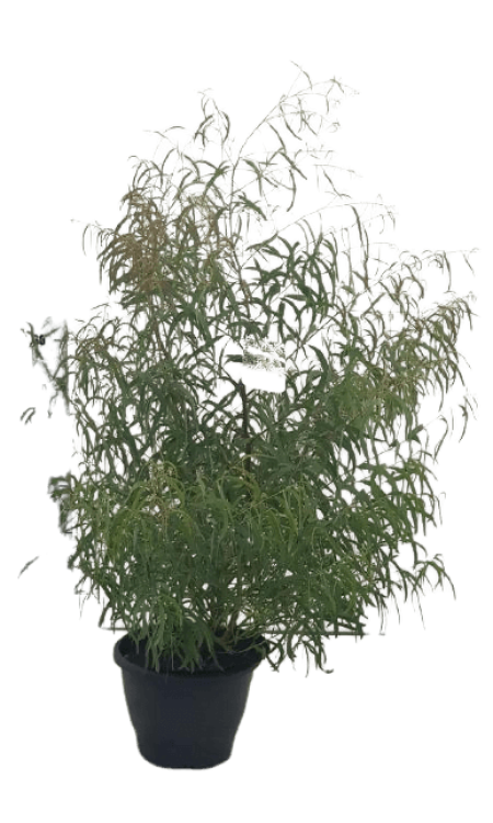 10._Kwekerij_Magret_Eucalyptus__Pulchella-removebg-preview