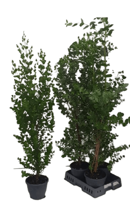 13._Kwekerij_Magret_Eucalyptus__Subcrenulata__Groen-removebg-preview