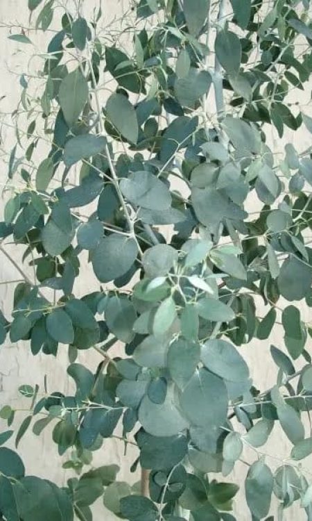 14a. Eucalyptus Urnigera