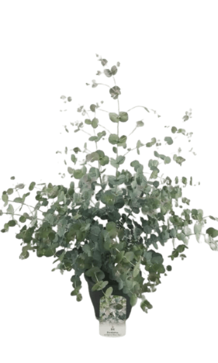 15._Kwekerij_Magret_Eucalyptus_Urnigera_Blue_Sky-removebg-preview