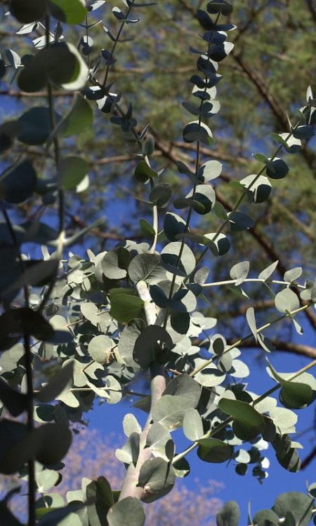 1b. Eucalyptus Cinerea Leaves by © Jalexartis
