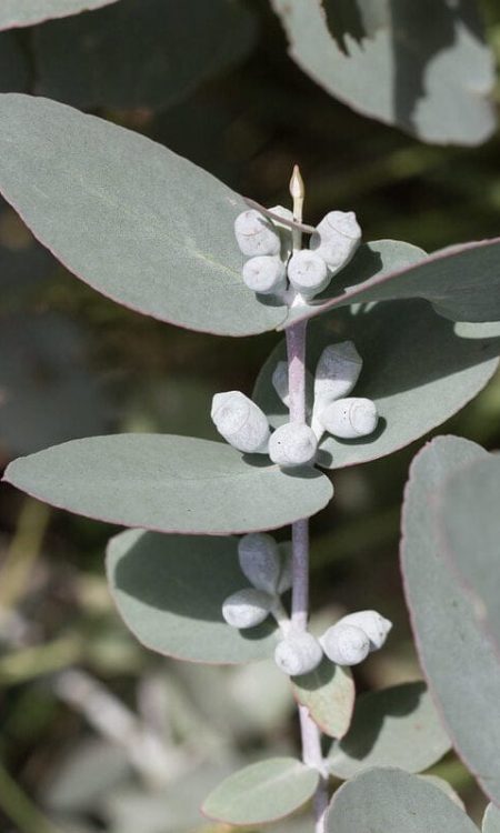 2a. Eucalyptus Cordata © by Tim Rudman