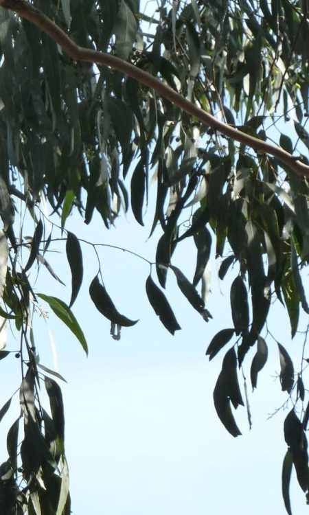 3a. Eucalyptus Dalrympleana by Wendy Cutler