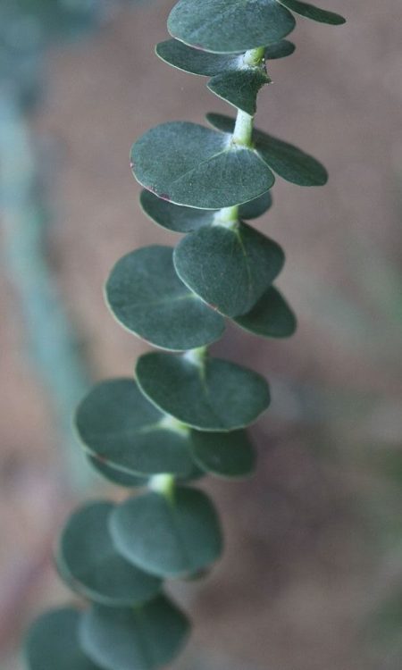 4a. Eucalyptus Gunnii © by Emőke Dénes