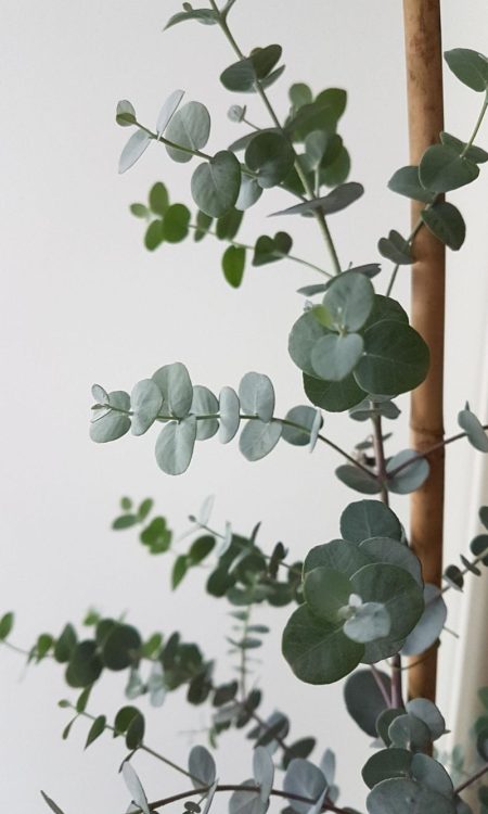 5. Eucalyptus Gunnii Blue Ice