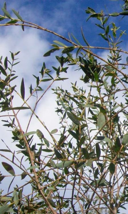 6a. Eucalyptus Parvula, Batemans Bay-