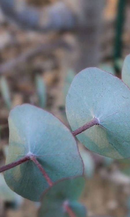 8. Eucalyptus Perriniana