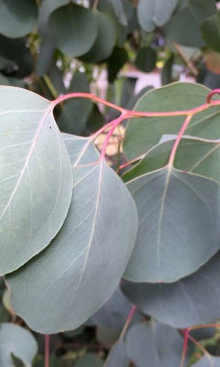 9. Eucalyptus Polyanthemos-